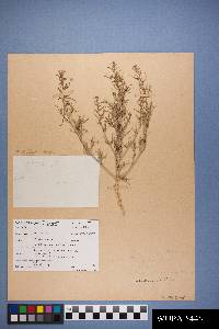 Salsola tragus image